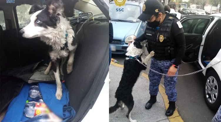 perro_rescate.jpg