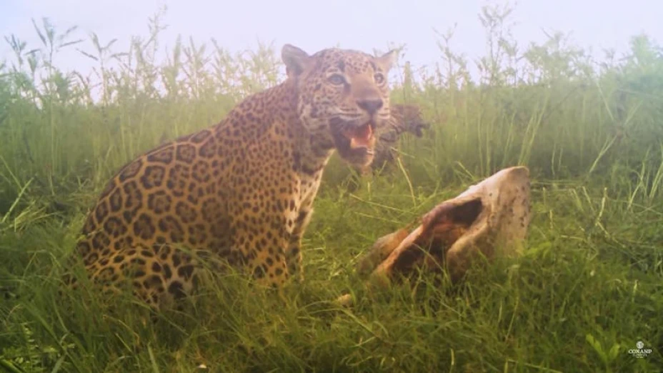 Jaguar