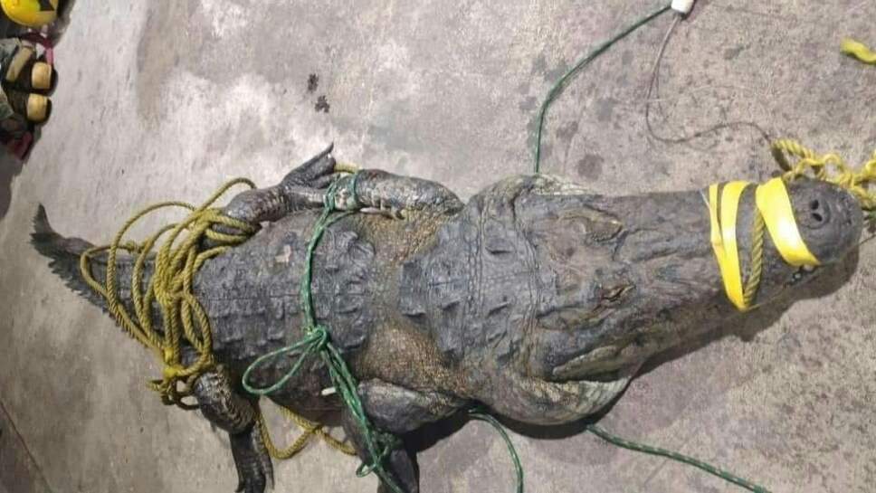 COCODRILO EN TAMPICO (2).jpg