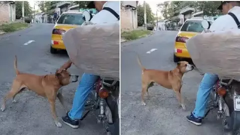 Así es como este tierno perro pide pan a un vendedor; se viraliza en redes.jpg