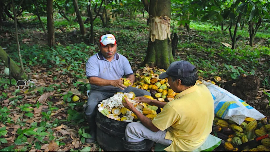 Productores de cacao_ INIFAP.jpg
