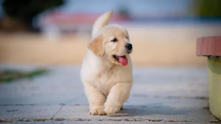 Venta animales.jpg