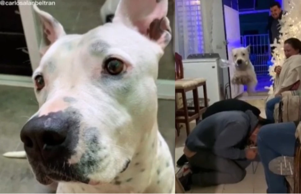 tiktok perrita vuelo