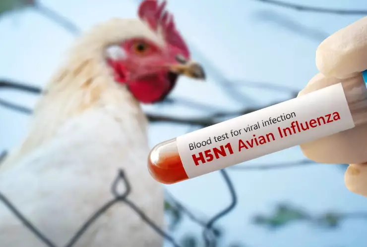 H5N1.jpg