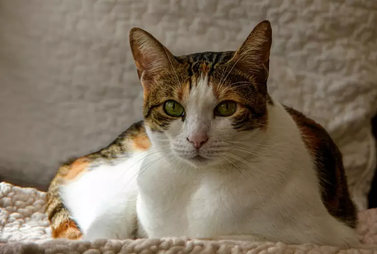 ¿Qué hacer para que tu gato no sufra estrés durante una mudanza? Esto dicen expertos