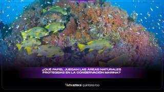 ¿Qué papel juegan las áreas naturales protegidas en la conservación marina?