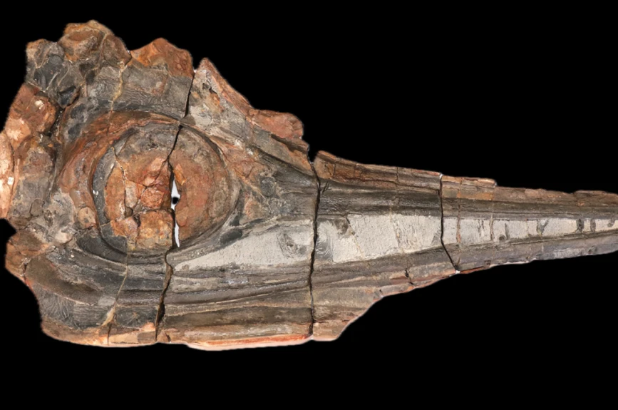 Cráneo de ictiosaurio