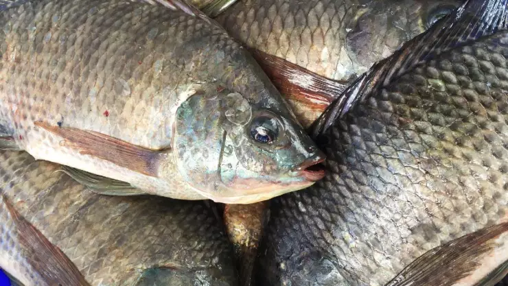 Amputan extremidades a mexicana por comer tilapia contaminada con bacteria come carne