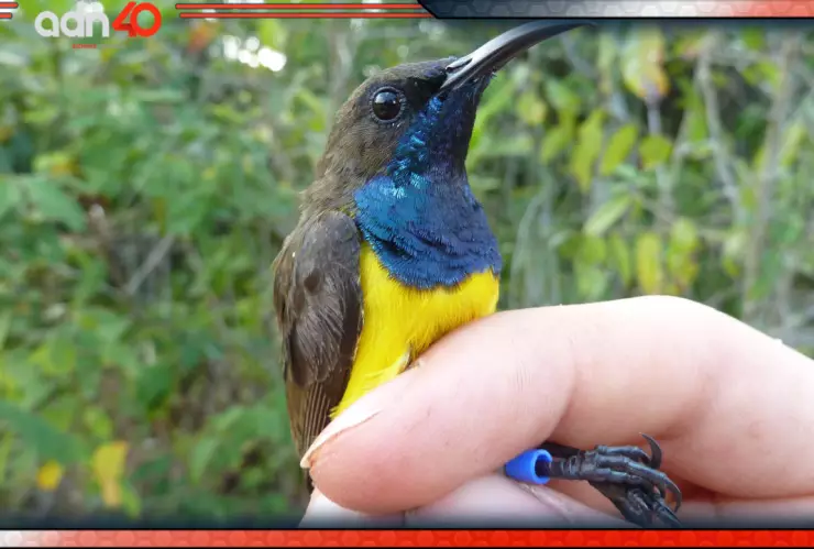 Descubren nuevas especies de aves tropicales en una Indonesia