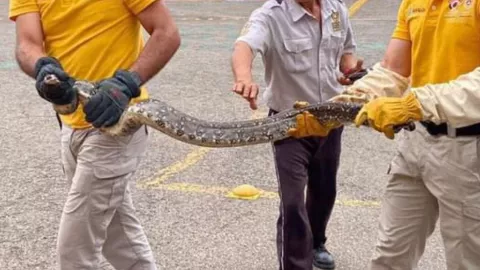 Culebra en Culiacán