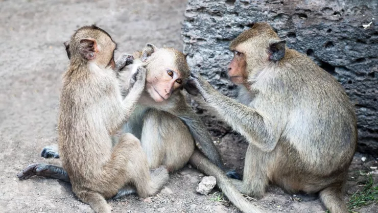 matan a simios por temor a viruela de mono