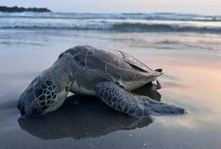 Tortuga Boca del rio.