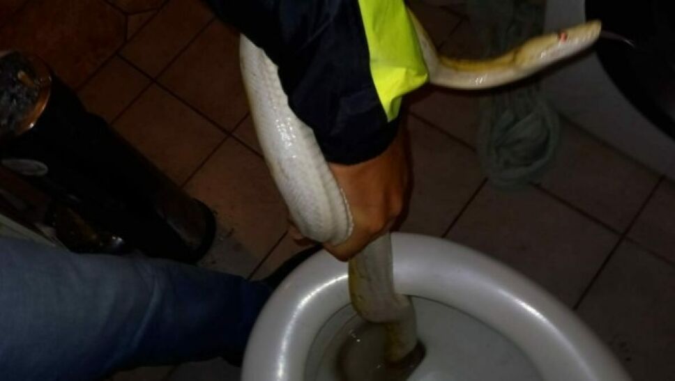 Una serpiente pitón se coló por las tuberías y mordió en los genitales a un hombre mientras estaba sentado en la taza de baño.