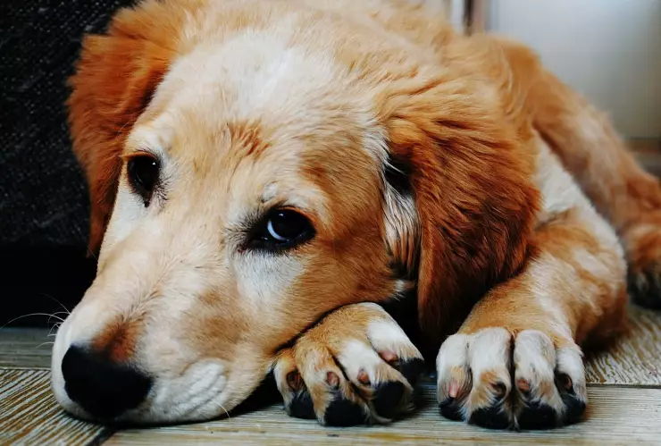 ¿Los perros realmente piden perdón cuando hacen algo malo?