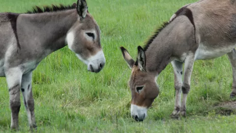 Los burros están en peligro de extinción, según cifras del Inegi