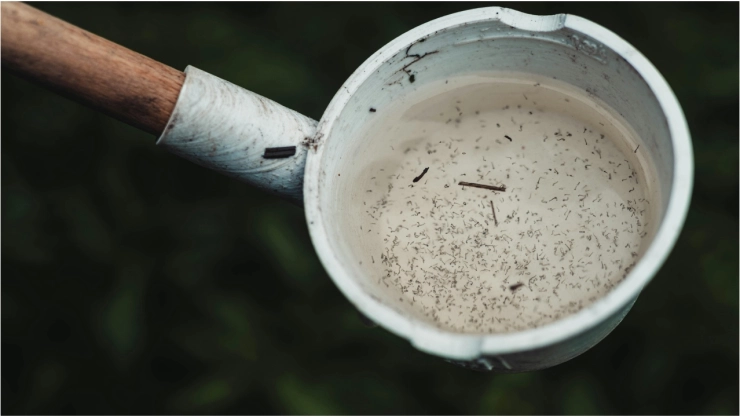 ¡Aguas con el Dengue! 5 recomendaciones para prevenirlo durante la temporada de lluvias en Aguascalientes