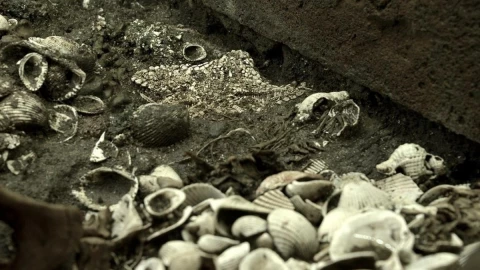 estrellas de mar Templo Mayor INAH