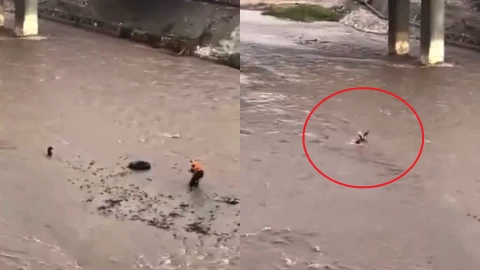Perro rescatista es arrastrado por la corriente