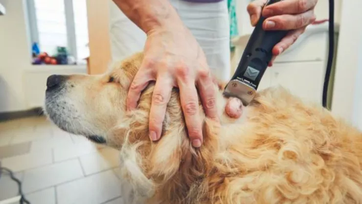 Cáncer en perros.jpg