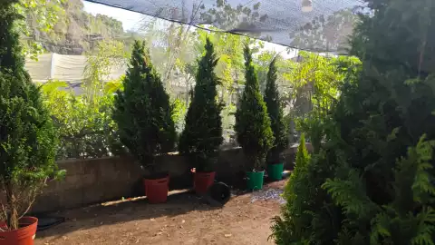 Arboles de navidad naturales en Tuxtla Gutiérrez.jpg