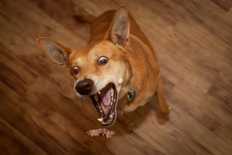 Perro