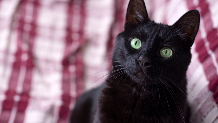 Maltrato animal en Chihuahua