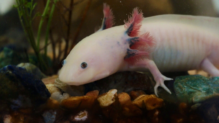 efemérides 1 de febrero.jpg