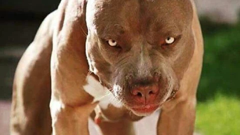 Muere niño de cinco años por ataque de perro pitbull