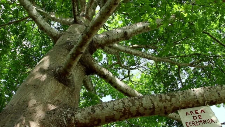 El misterio detrás de la Ceiba, el árbol sagrado Maya