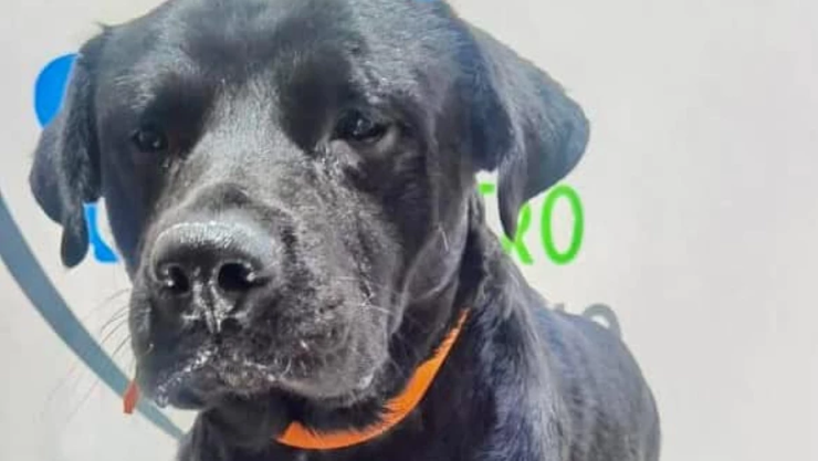 perro shrek