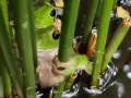 Jardín-Botánico-Acapulco-ranas.jpg