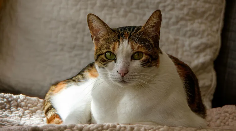 ¿Qué hacer para que tu gato no sufra estrés durante una mudanza? Esto dicen expertos