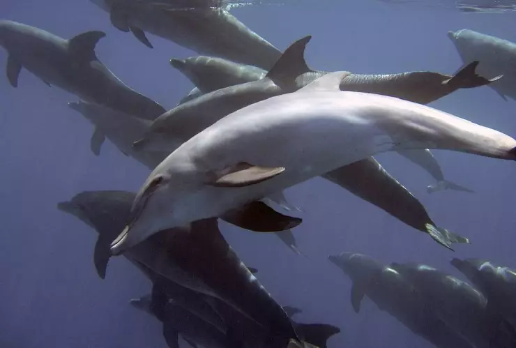 ¿Cómo afecta el fentanilo a los delfines en el Golfo de México_.jpg