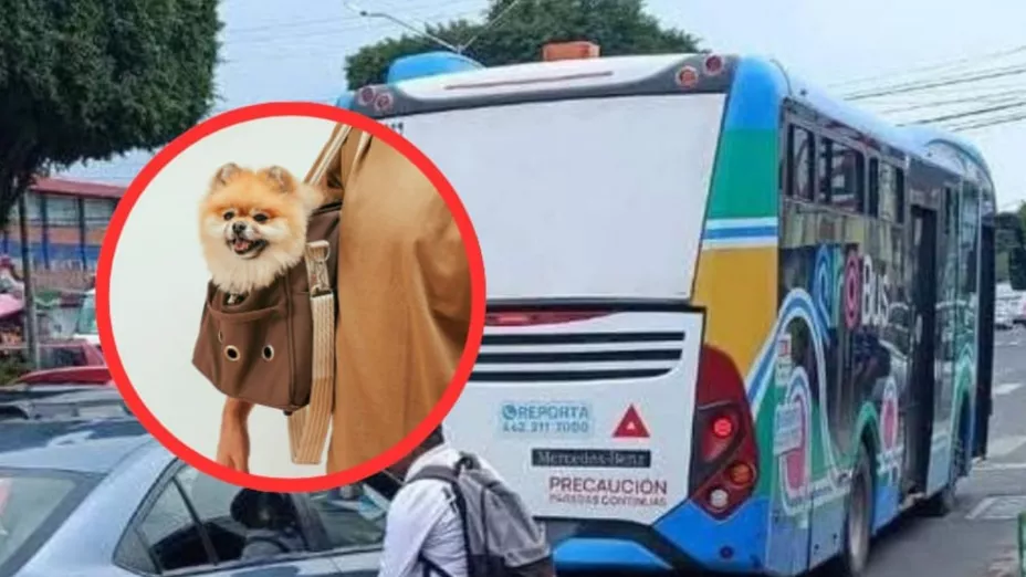 Qrobús petfriendly.jpg