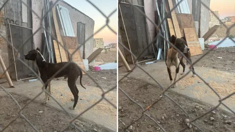 ¡Indignante! Perrito víctima de maltrato es rescatado en Tijuana tras denuncia ciudadana.jpg