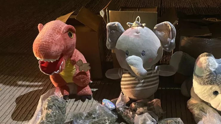 Guardia Nacional descubre marihuana dentro de osos de peluche en Sinaloa