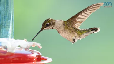 Así puedes atraer colibríes a tu casa 
