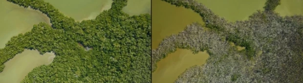 manglares de Florida.jpg