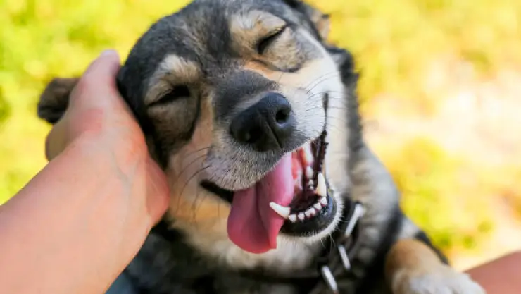 Píldora antienvejecimiento para perros