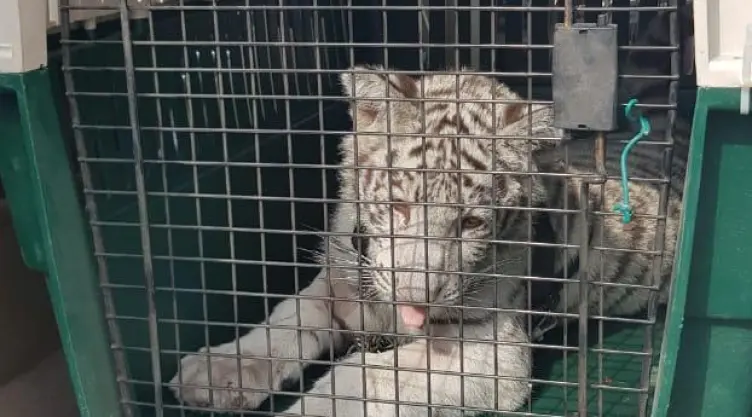 Tigre blanco