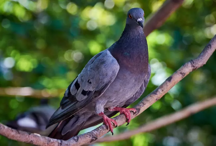 Capturan a una paloma que llevaba en su cuerpo una “mochilita” que contenía 30 gramos de metanfetamina.
