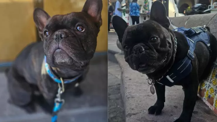 perro robado Cholula