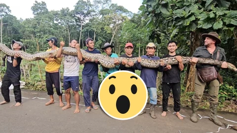 ¡IMPACTANTE! Hallan PITÓN MÁS GRANDE DEL MUNDO y gana un Récord Guinness; así luce y aquí fue localizada.webp