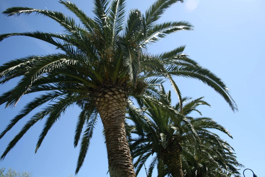 Arrestan a joven por recargarse en palmera