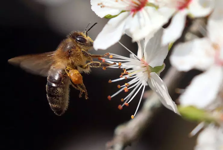 Científicos entrenan abejas para detectar muestras con COVID-19