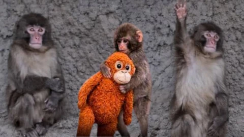 Videos de ‘Punch’ que te alegrarán el día.