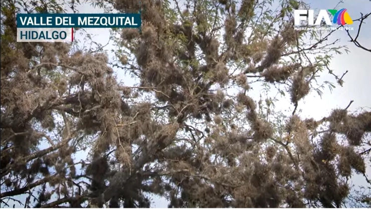 Heno-motita-La-plaga-que-está-matando-árboles-en-Hidalgo