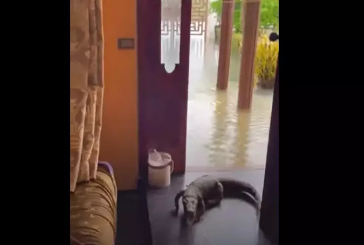 Cocodrilo ingresa a casa durante navidad