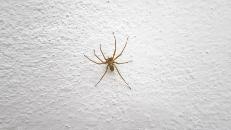 Araña violinista: Las señales de que está en tu casa