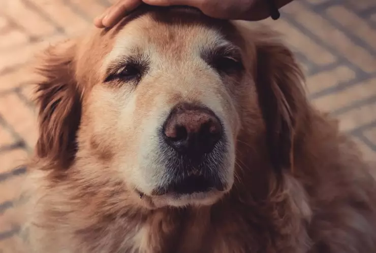 perrito lomito termino.jpg